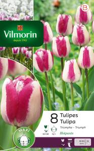 Tulipe Triomphe Hotpants (x8)